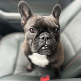 Entry image for Noelle