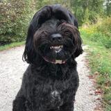 Entry image for Cooper