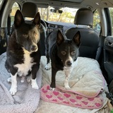 Entry image for Dash and Lily