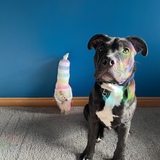 Entry image for Atticus