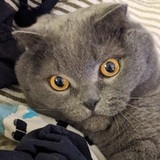 Entry image for Xiao Ba Wang