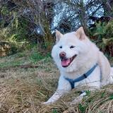 Entry image for Suki