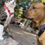 Entry image for Felix & hughy