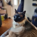 Entry image for Dumpling