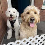 Entry image for Maverick and Boomer