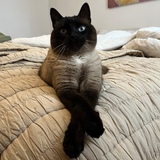 Entry image for Alonzo