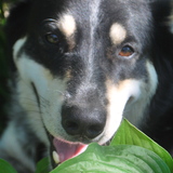 Entry image for Sammy