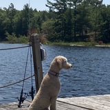 Entry image for Cordelia