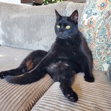 Entry image for Shadow