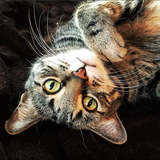 Entry image for Smokey