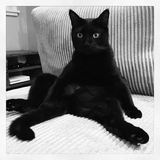 Entry image for Shadow