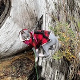 Entry image for Lucy