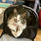 Entry image for Amelia