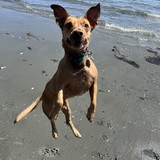 Entry image for Birdie