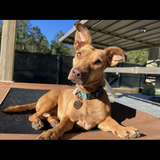 Entry image for Birdie