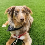 Entry image for Bauer