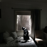 Entry image for Corazon Rose