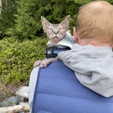 Entry image for Augustus