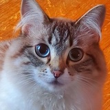 Entry image for Luna