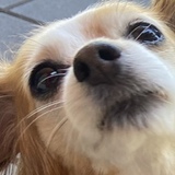 Entry image for Grey