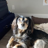 Entry image for Jetsey