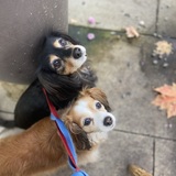 Entry image for Jersey and Grey