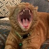 Entry image for Bonnie 