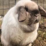 Entry image for Potato