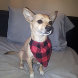 Entry image for Puck