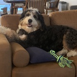 Entry image for Lucy