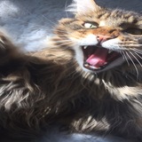 Entry image for  Matisse