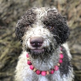 Entry image for Lahni