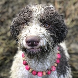 Entry image for Lahni