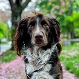 Entry image for Bertie