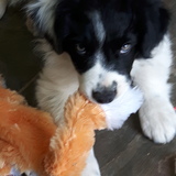 Entry image for Tazer