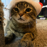 Entry image for Little