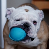 Entry image for Izzy