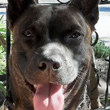 Entry image for BUDDY