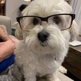 Entry image for Buddy