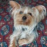 Entry image for Lucy