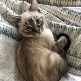 Entry image for Pickles