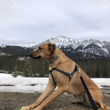 Entry image for Bean