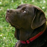 Entry image for Cedar