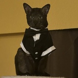 Entry image for Harper