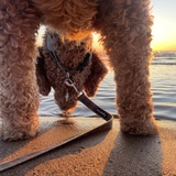 Entry image for Charlie