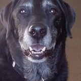 Entry image for Oakley