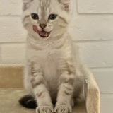 Entry image for Loki