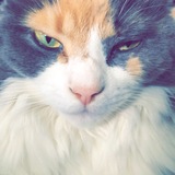 Entry image for Jersey 