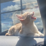 Entry image for Botho