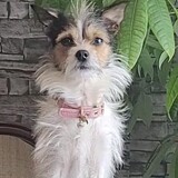 Entry image for Mutzy AKA Gutzy Mutzy